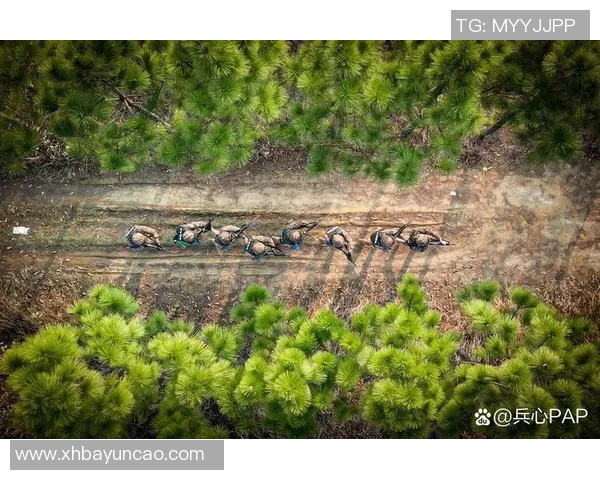 战场上的真实较量军事类真人秀带你体验极限挑战与团队合作的魅力